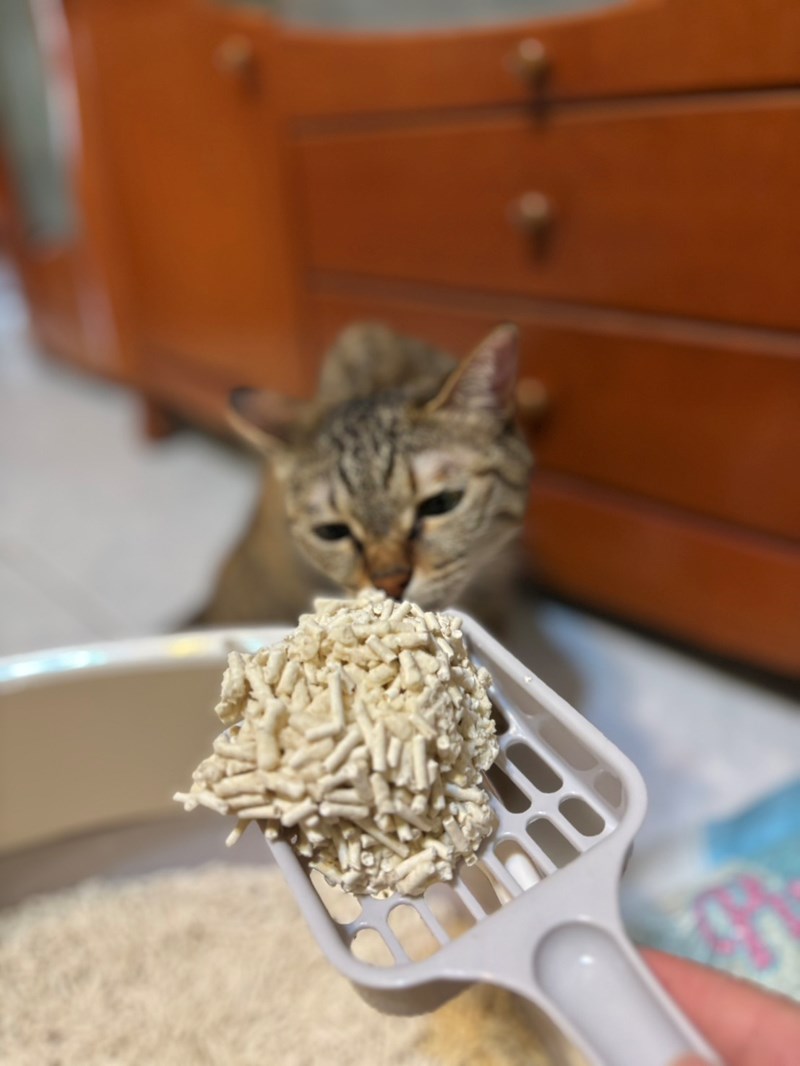 女人知己試用大隊,口碑行銷,部落客行銷,PurreLand 倍淨豆腐貓砂,好市多購買,COSTCO購買,豆腐貓砂,PurreLand倍淨,低粉塵,易清理,可沖馬桶,提供絕佳的除臭與凝結力,豆腐貓砂評價,貓砂評價,使用心得,貓砂分享,好用,原味,綠茶,豆腐砂,水量需完全覆蓋貓砂,水量需貓砂的2~3倍以上,豆腐砂評價,高CP值,划算